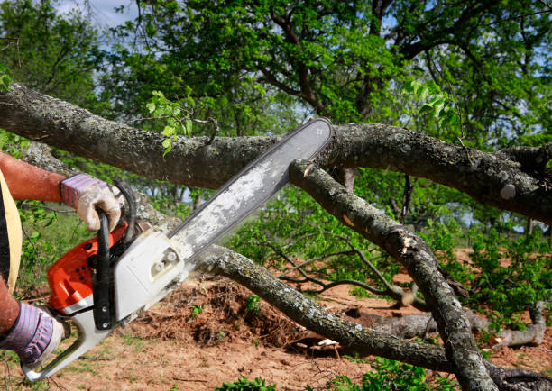 Best Tree Cutting Near Me  in Jenks, OK